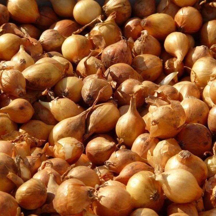 Dughagyma Szh:mo Ii.oszt / 10 Dkg