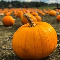 Halloween Tök Szh:mo Ii.oszt / 10 Dkg